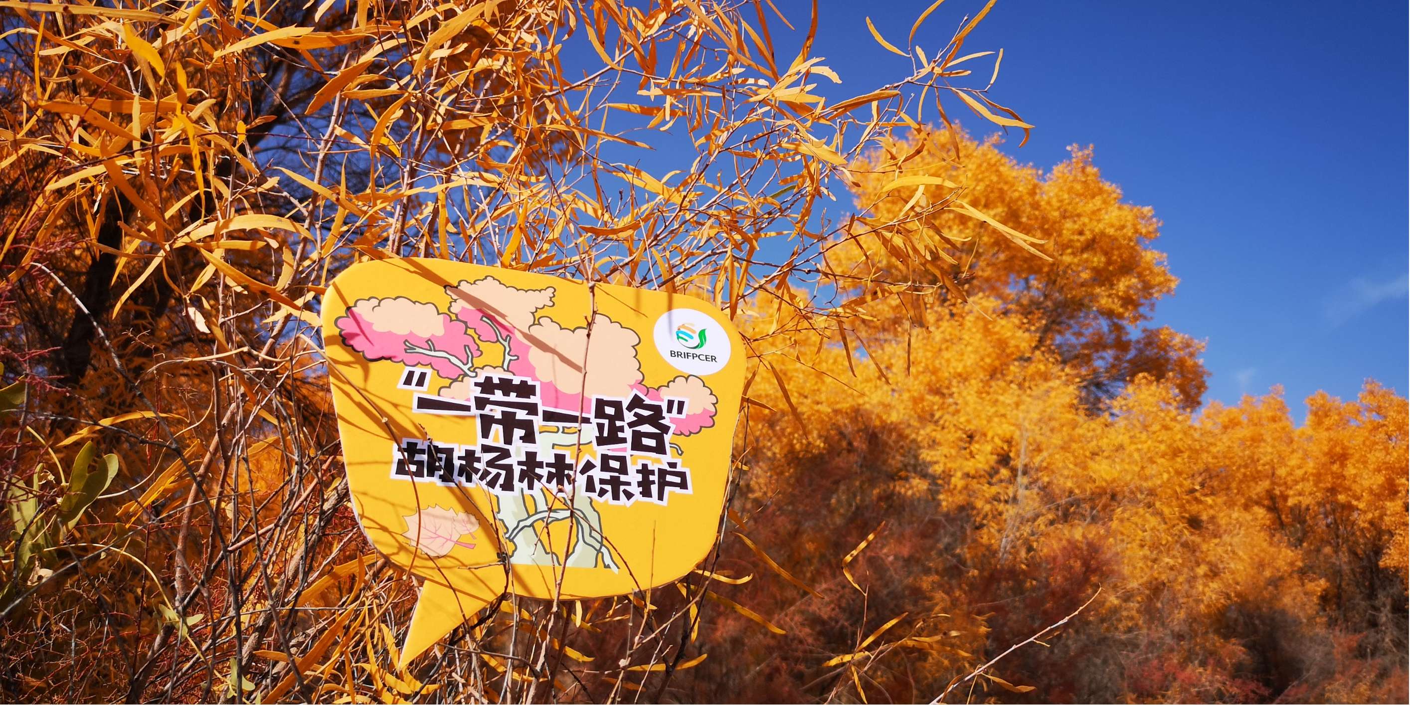 “一带一路”胡杨林生态修复计划