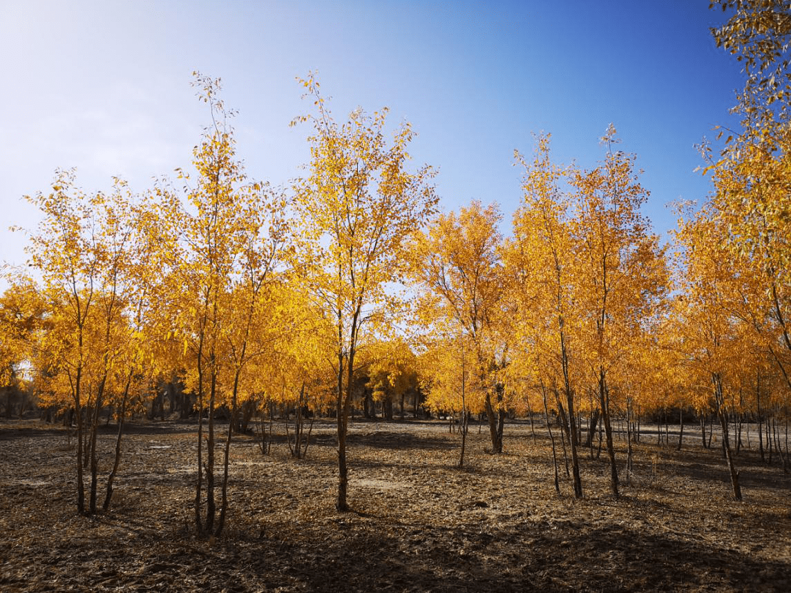 1547171491821775.png 图片2.png