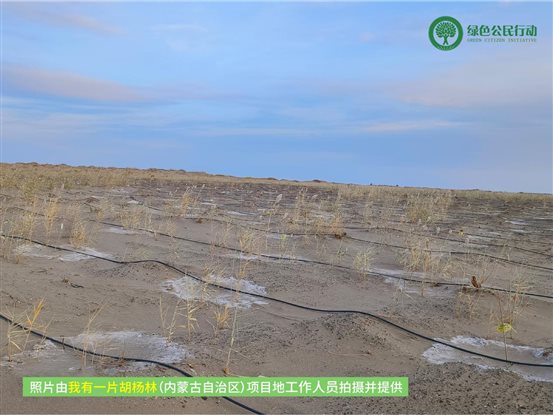 我有一片胡杨林-内蒙-01