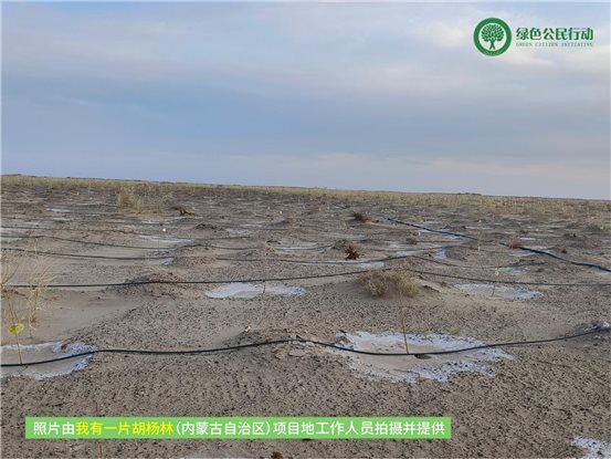 我有一片胡杨林-内蒙-03