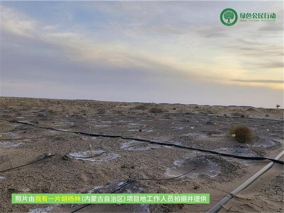 我有一片胡杨林-内蒙-02