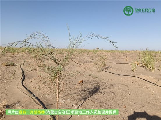 我有一片胡杨林-内蒙古-01