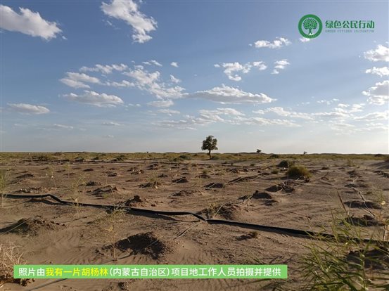 我有一片胡杨林-内蒙古-04