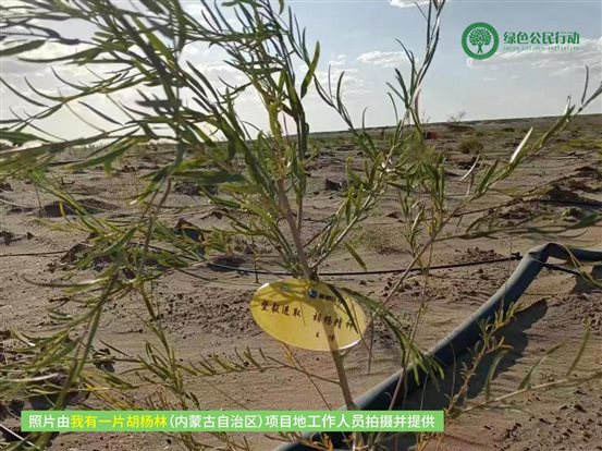我有一片胡杨林-内蒙古-02