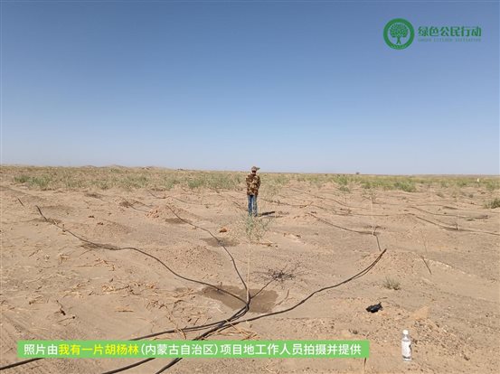 我有一片胡杨林-内蒙古-03