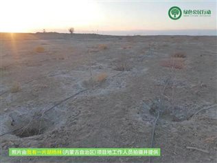 我有一片胡杨林-内蒙-02